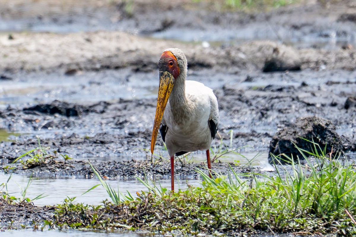 nesyt africký - ML644791972