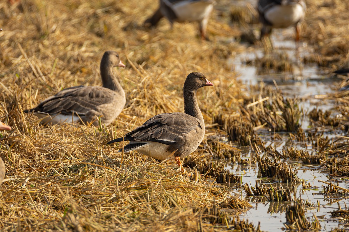 אווז קטן - ML644791986