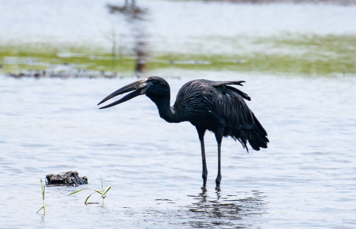 Bec-ouvert africain - ML644791993