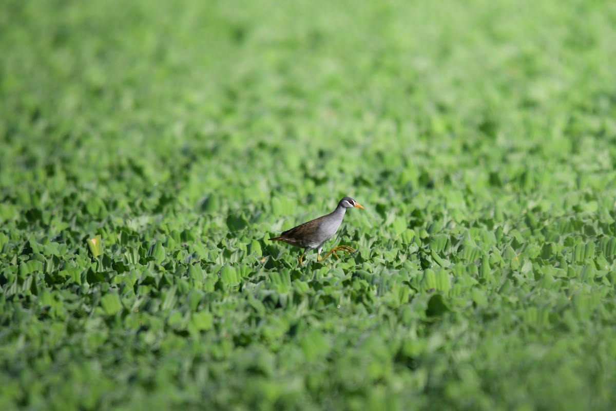 White-browed Crake - ML644791994