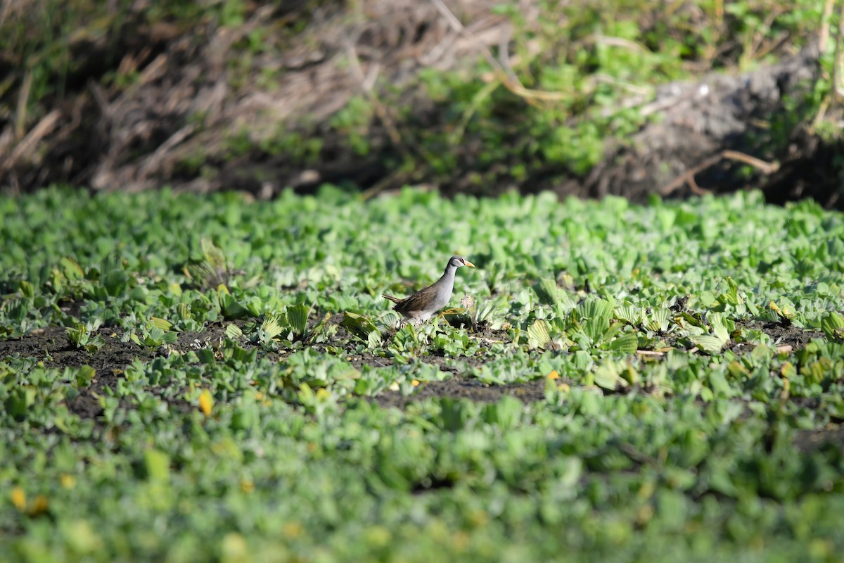 White-browed Crake - ML644791995