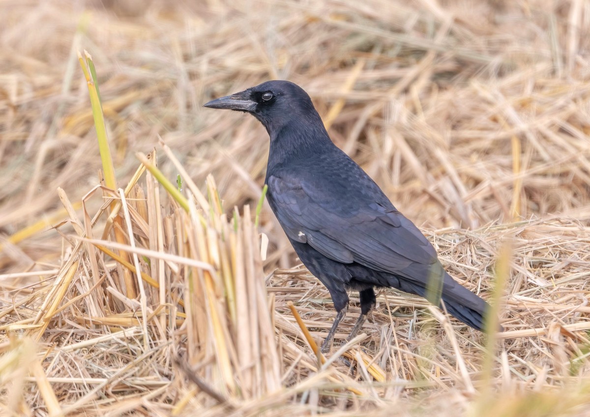 Ekin Kargası (doğulu) - ML644791996