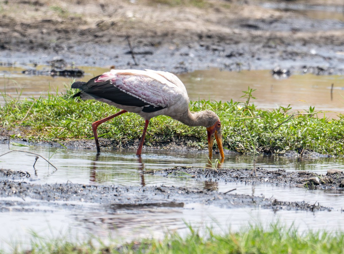nesyt africký - ML644792003