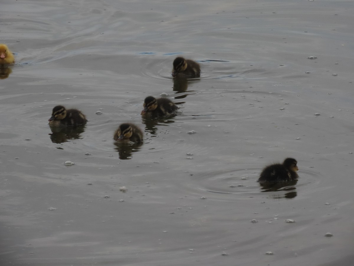 Basahatea - ML644792008