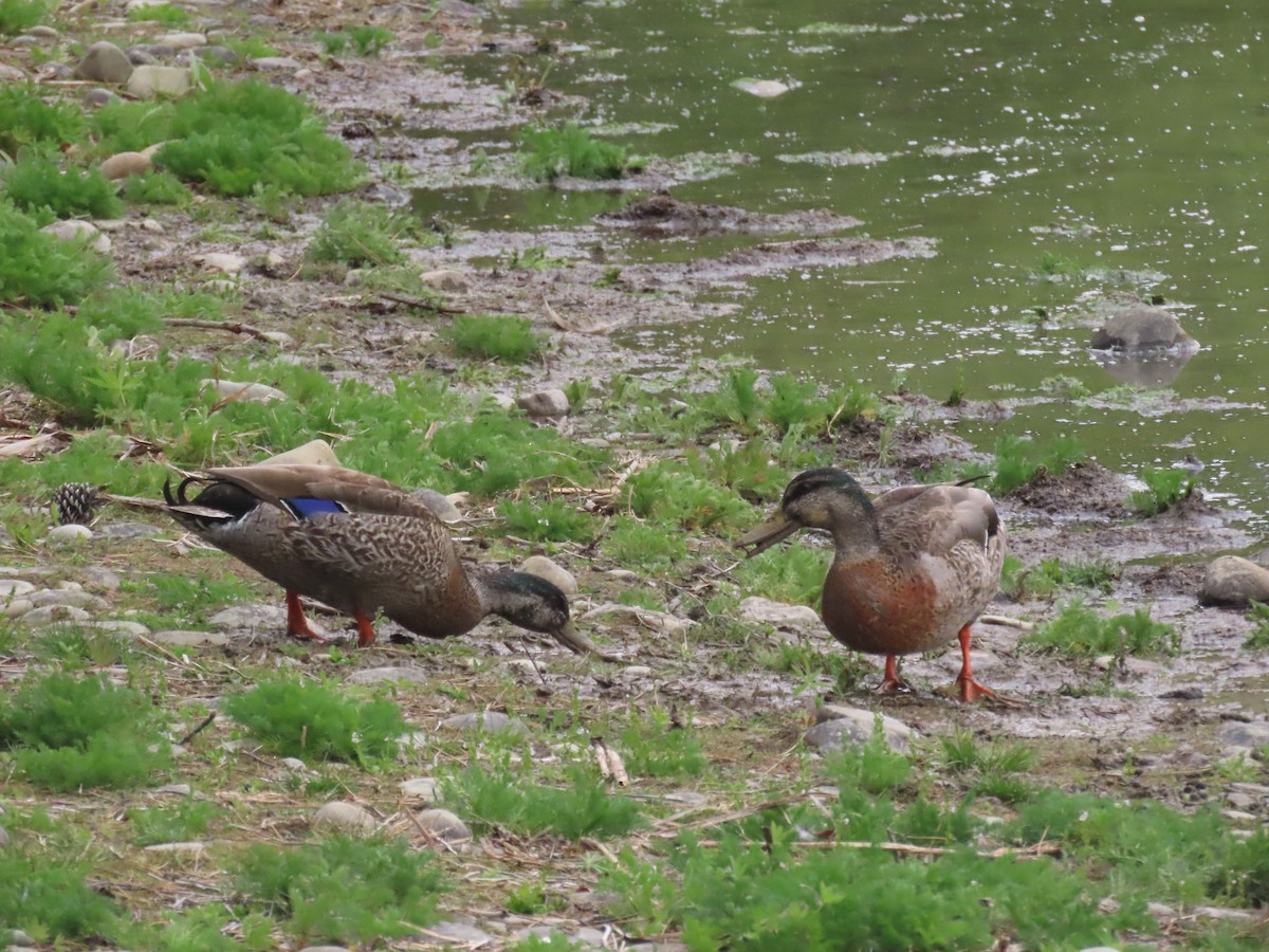 Basahatea - ML644792009