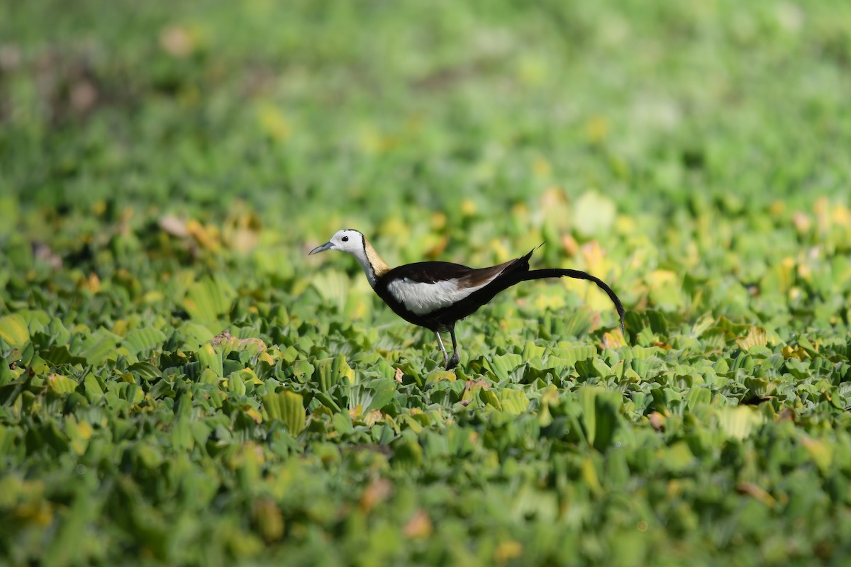 Pheasant-tailed Jacana - ML644792013