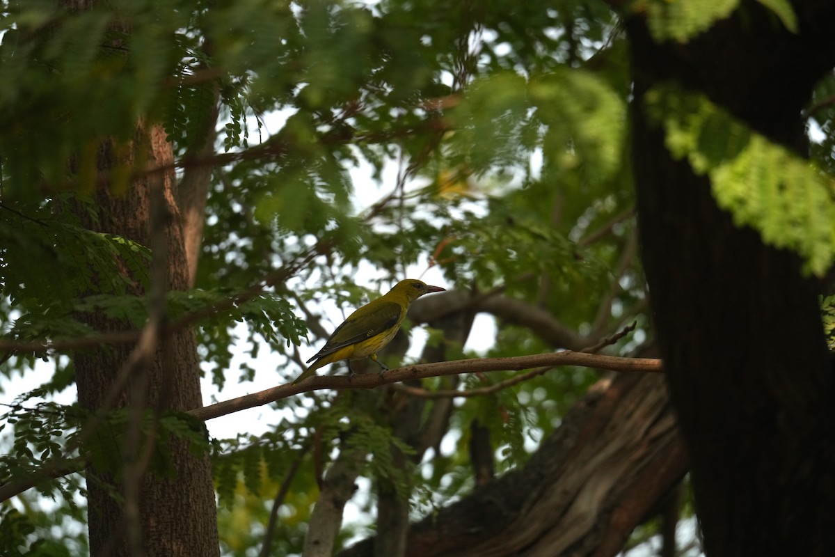 Вивільга індійська - ML644792014