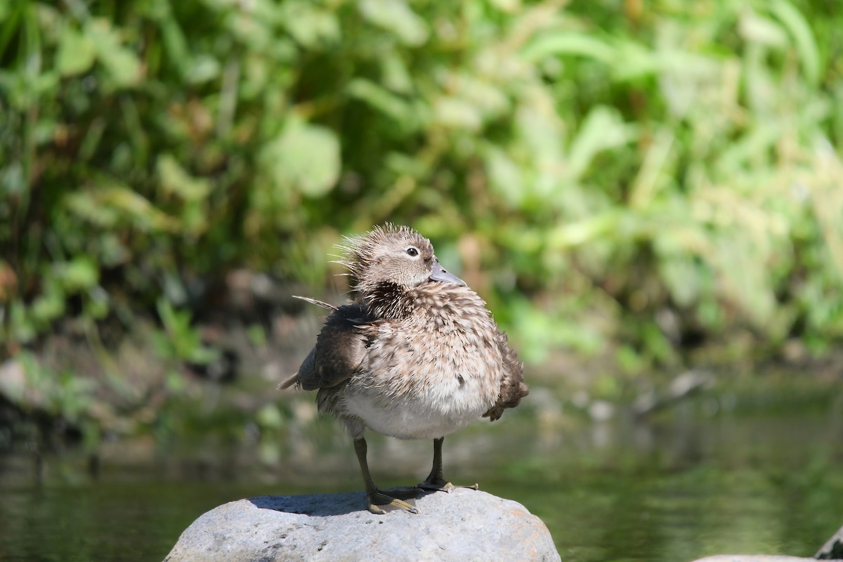 Мандаринка - ML644792016