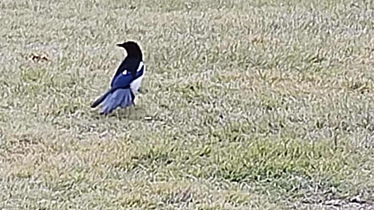 Orientelster - ML644792034