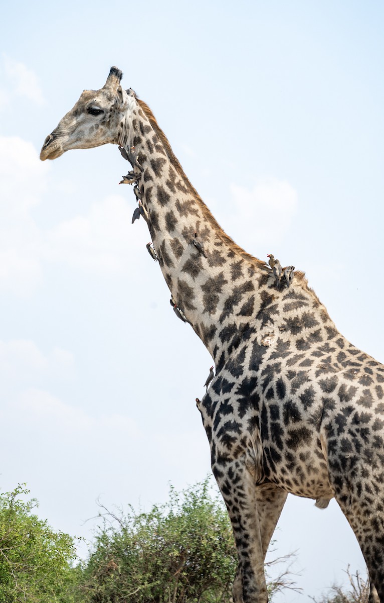 rødnebboksehakker - ML644792035