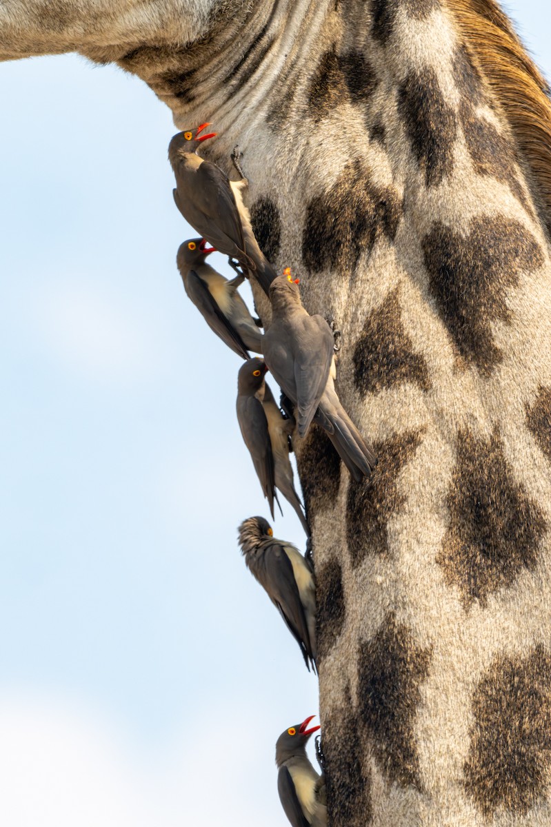 rødnebboksehakker - ML644792036