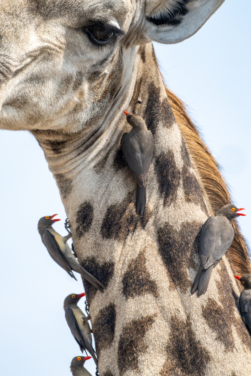 rødnebboksehakker - ML644792037