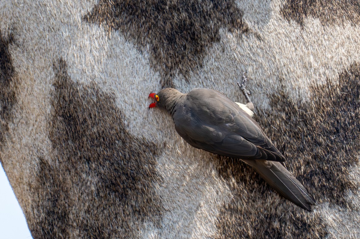 rødnebboksehakker - ML644792038