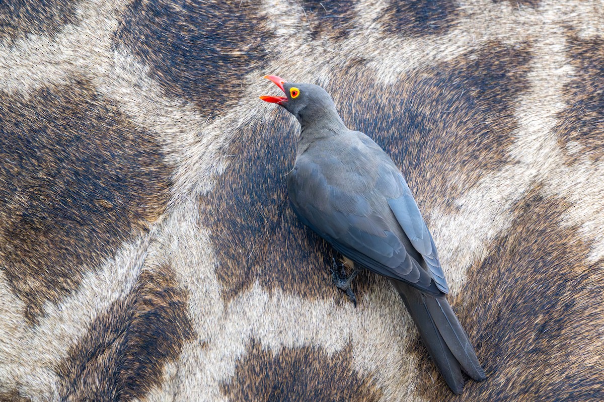 rødnebboksehakker - ML644792039