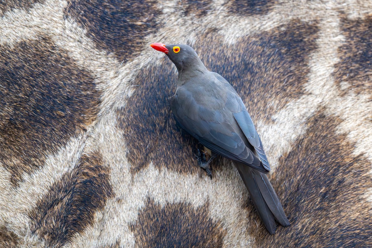 rødnebboksehakker - ML644792040