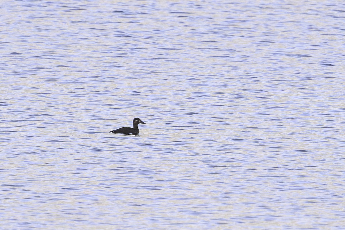 Surf Scoter - ML644792043