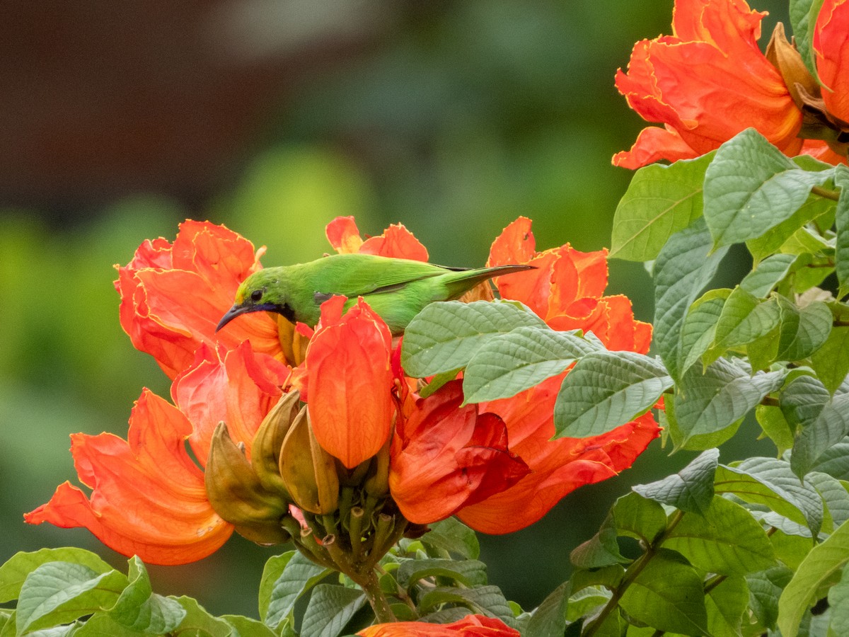 Золотолобая листовка - ML644792062