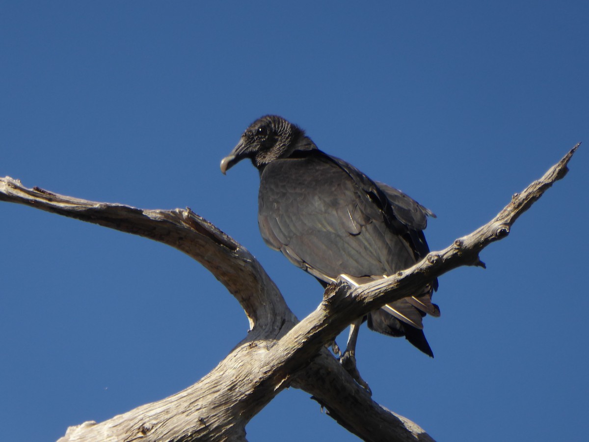 Karga Akbabası - ML644792065