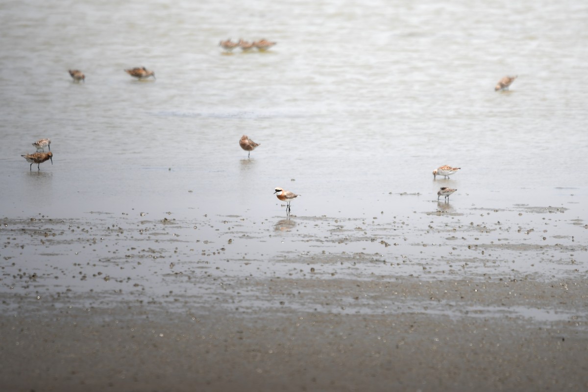 Tibet Cılıbıtı - ML644792071
