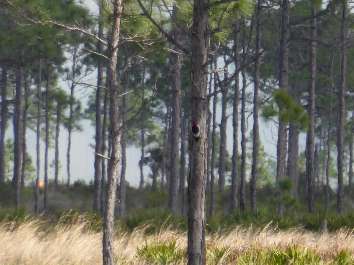 Kırmızı Başlı Ağaçkakan - ML644792076