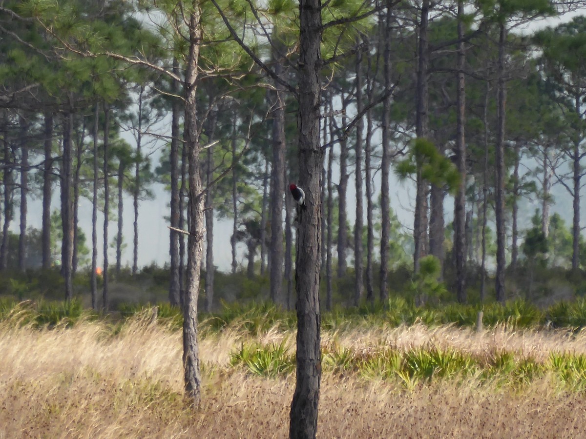 Kırmızı Başlı Ağaçkakan - ML644792077