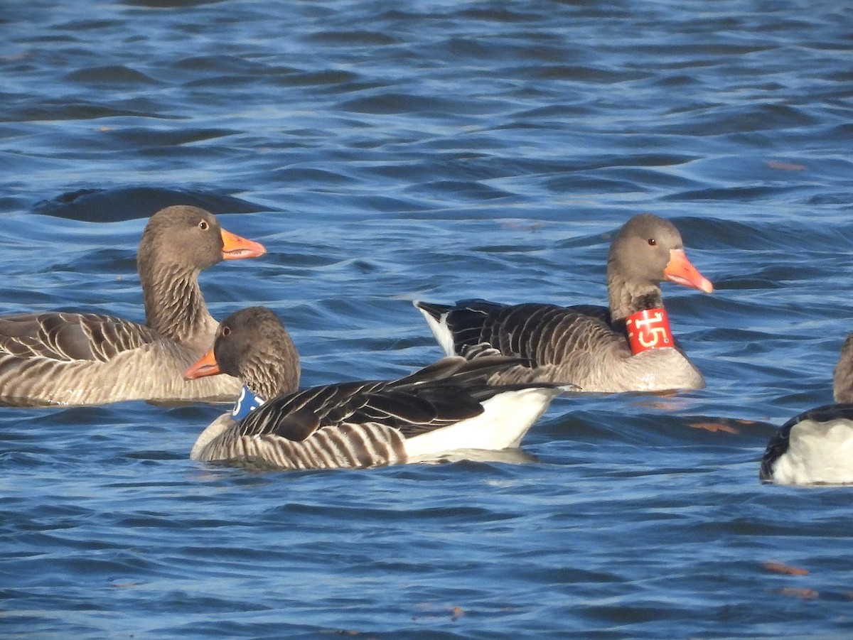 Graylag Goose - ML644792085