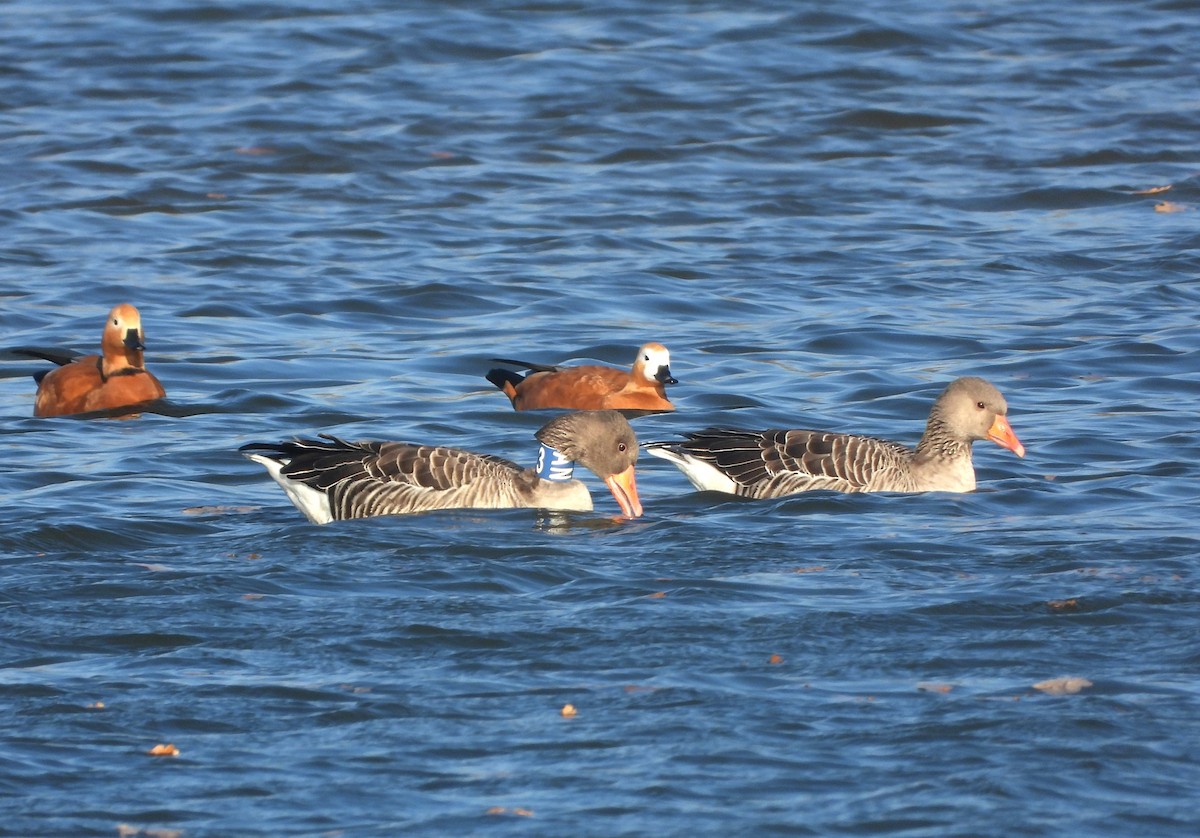 Graylag Goose - ML644792086