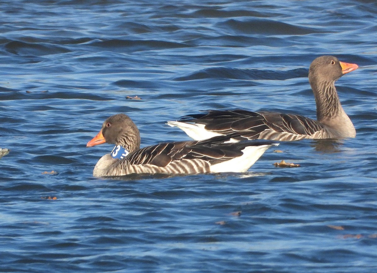 Graylag Goose - ML644792087