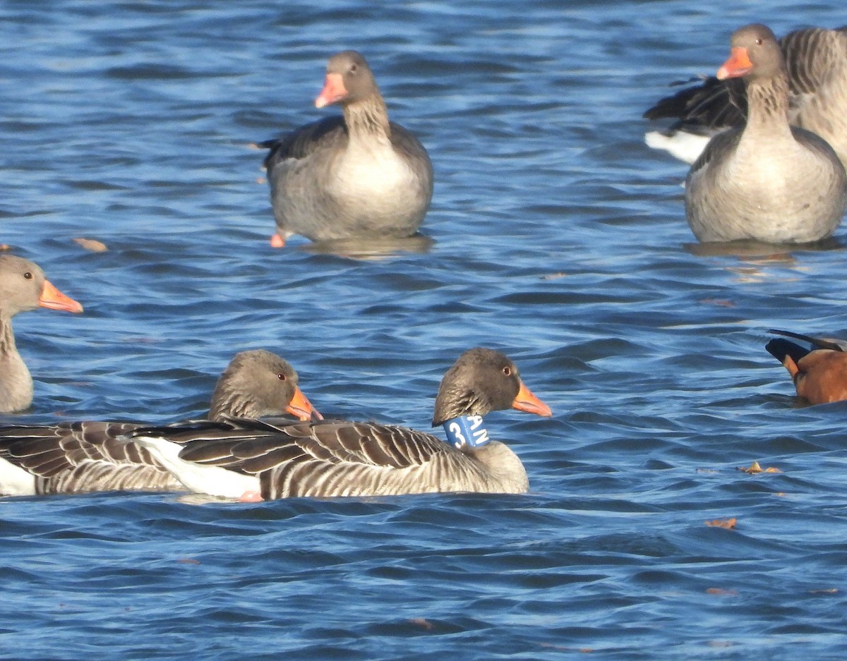Graylag Goose - ML644792088