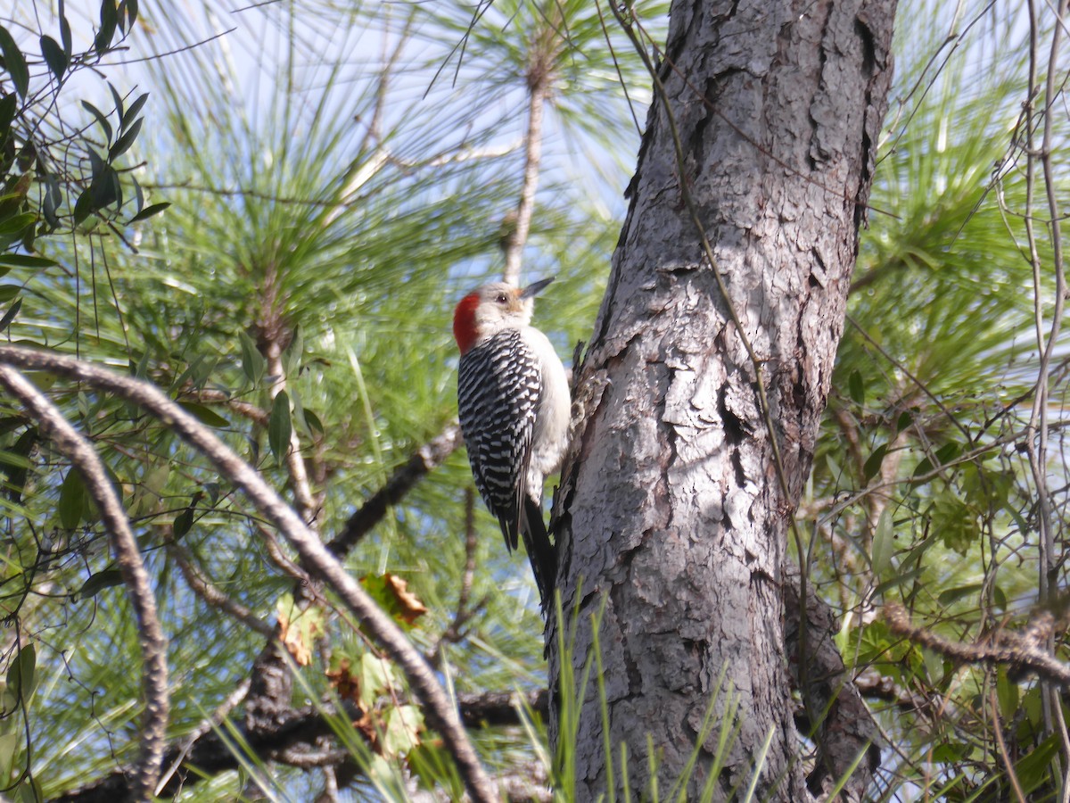 Kızılca Karınlı Ağaçkakan - ML644792091