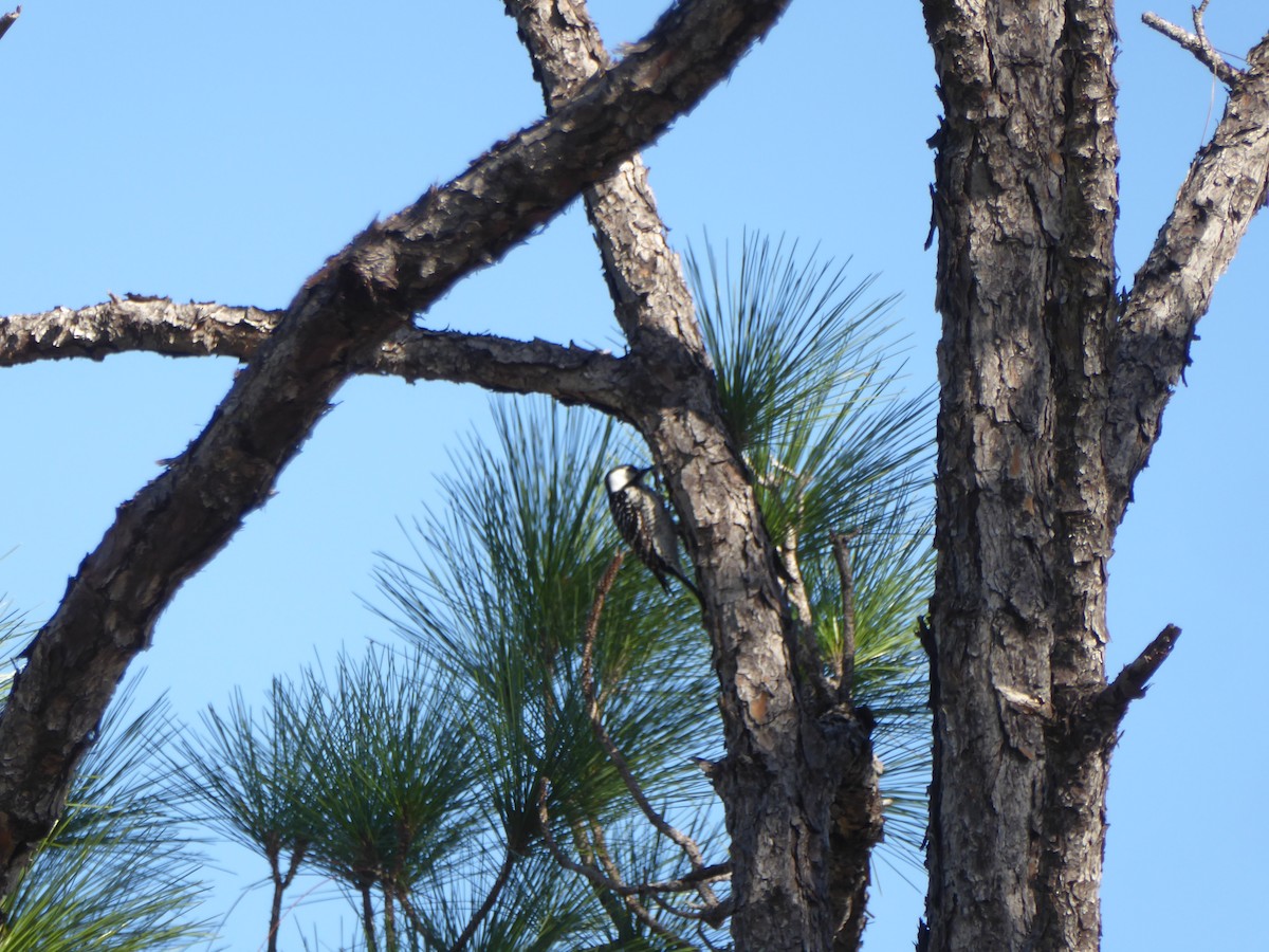 Ak Yanaklı Ağaçkakan - ML644792101