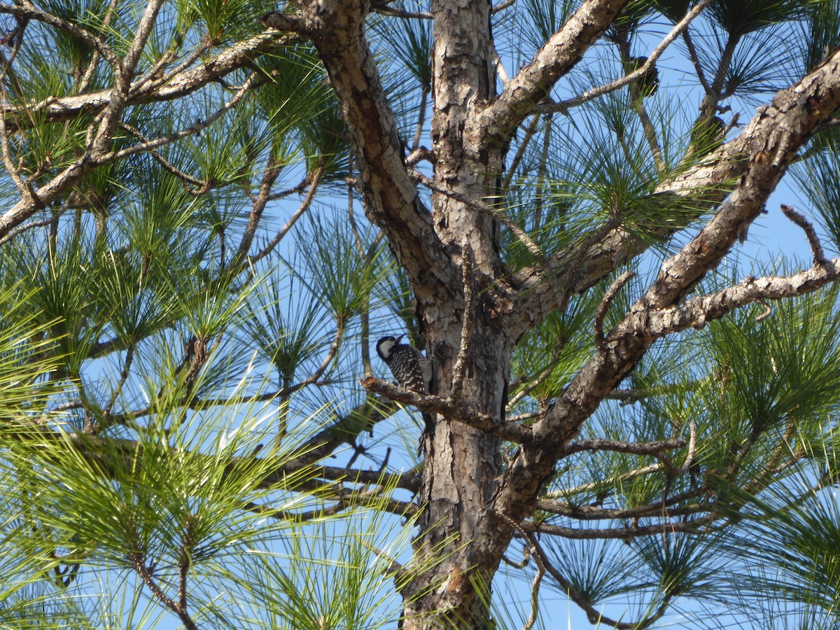 Ak Yanaklı Ağaçkakan - ML644792103