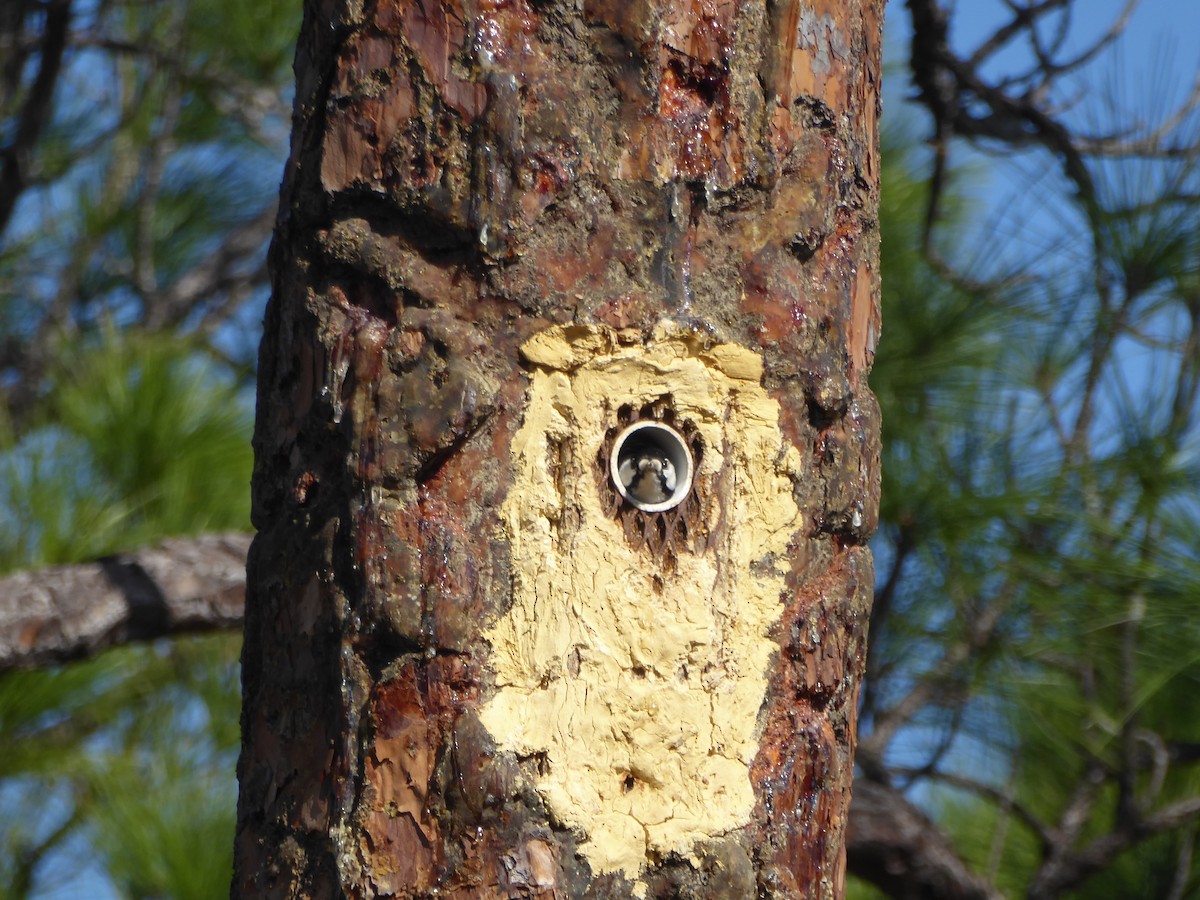 Ak Yanaklı Ağaçkakan - ML644792104