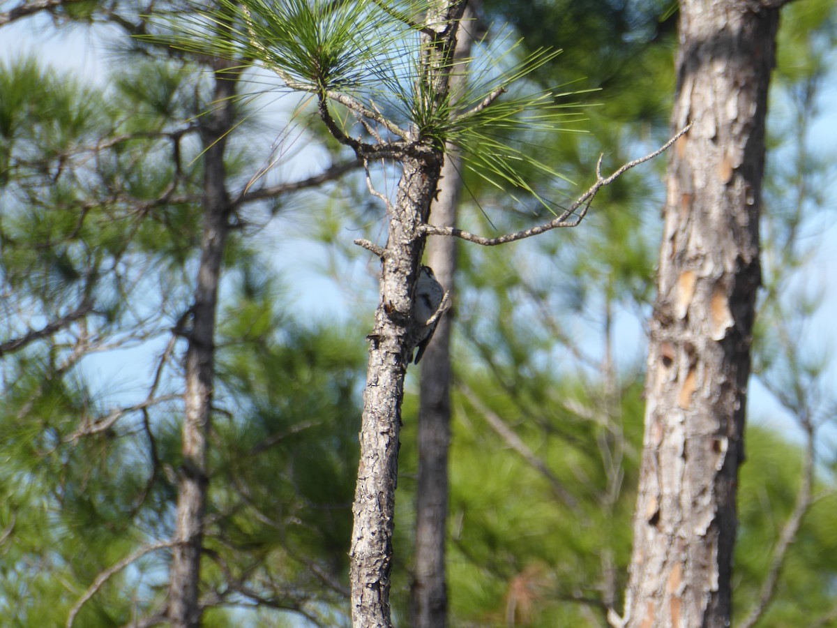 Ak Yanaklı Ağaçkakan - ML644792105