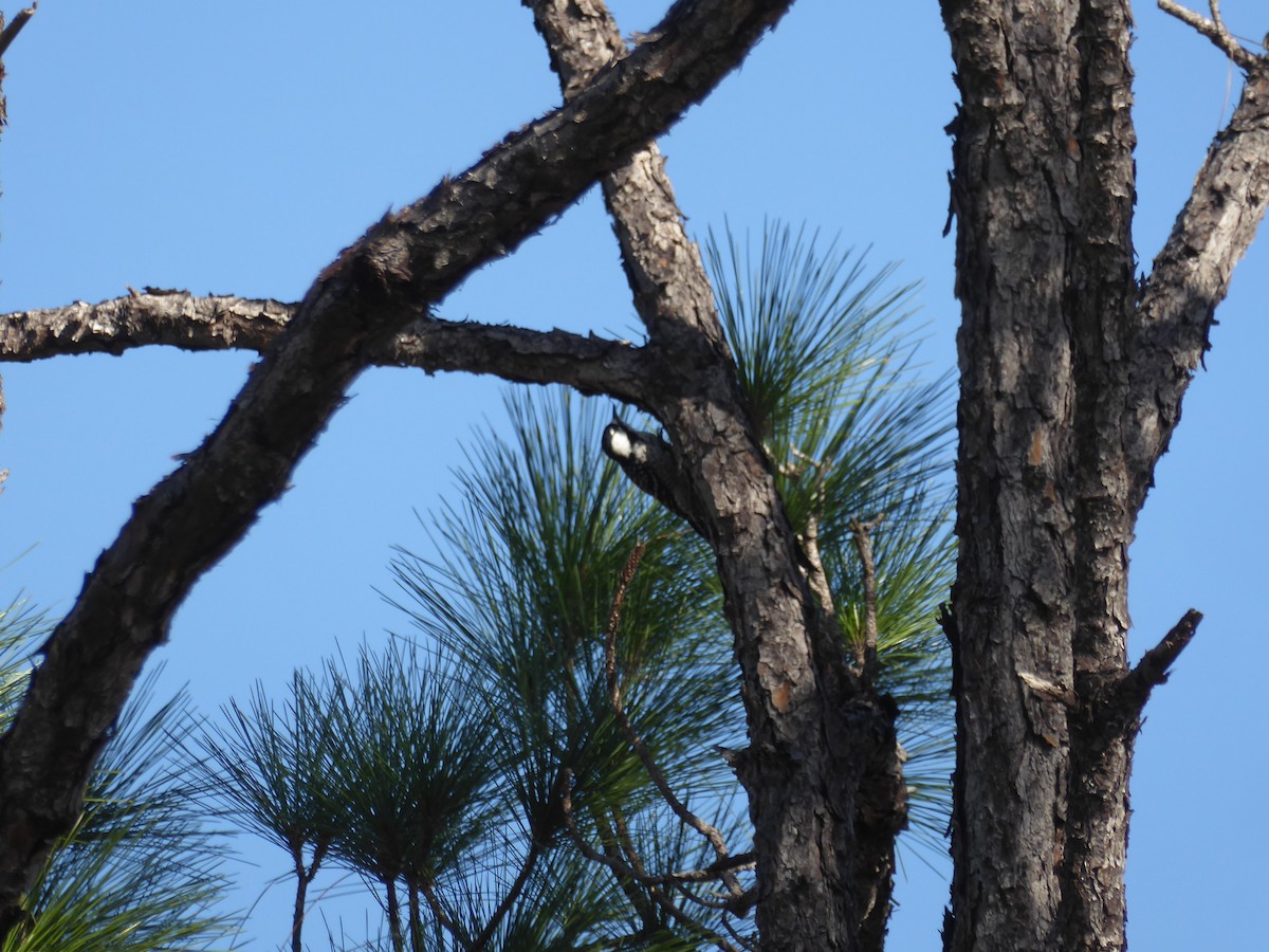 Ak Yanaklı Ağaçkakan - ML644792106