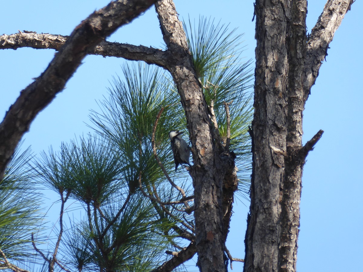 Ak Yanaklı Ağaçkakan - ML644792107