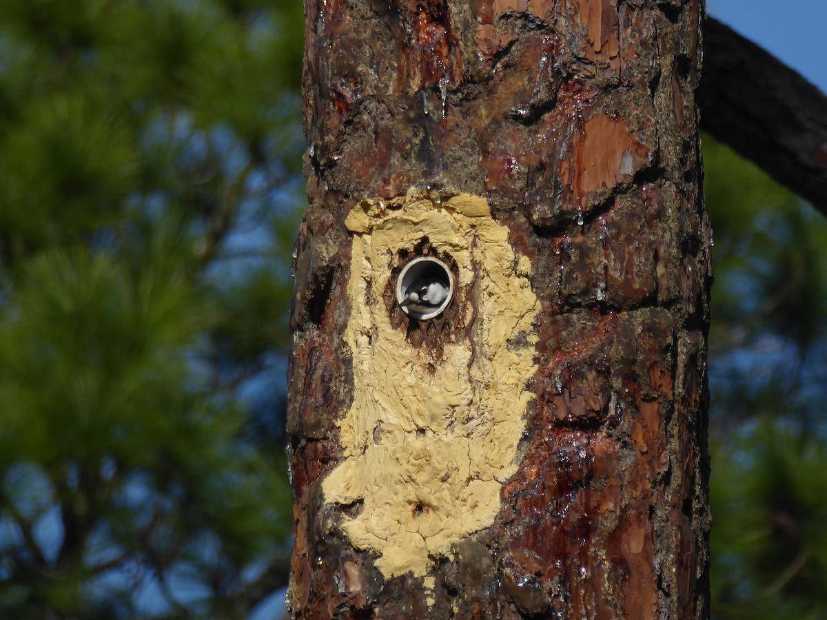 Ak Yanaklı Ağaçkakan - ML644792108