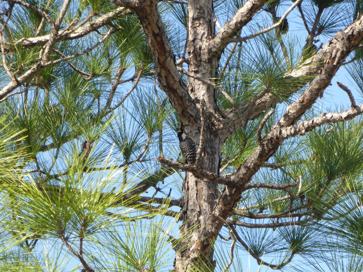 Ak Yanaklı Ağaçkakan - ML644792109