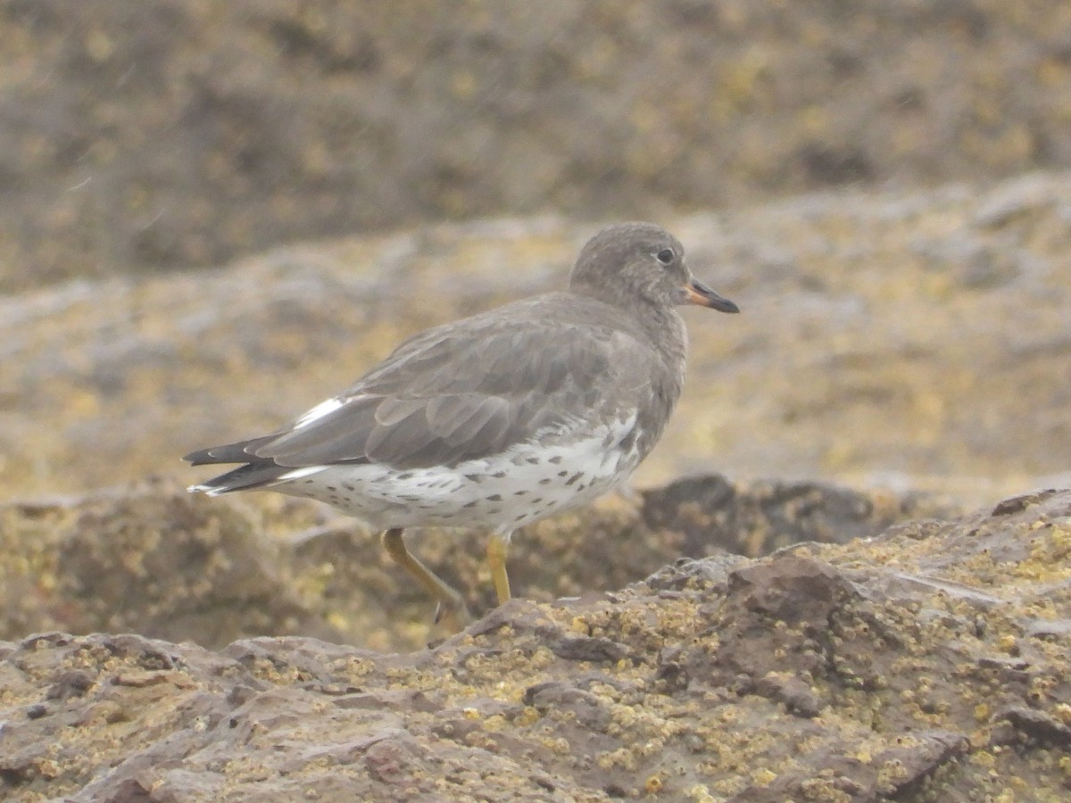 jespák příbojový - ML644792116