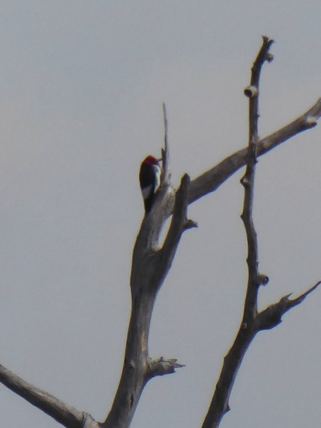 Kırmızı Başlı Ağaçkakan - ML644792117