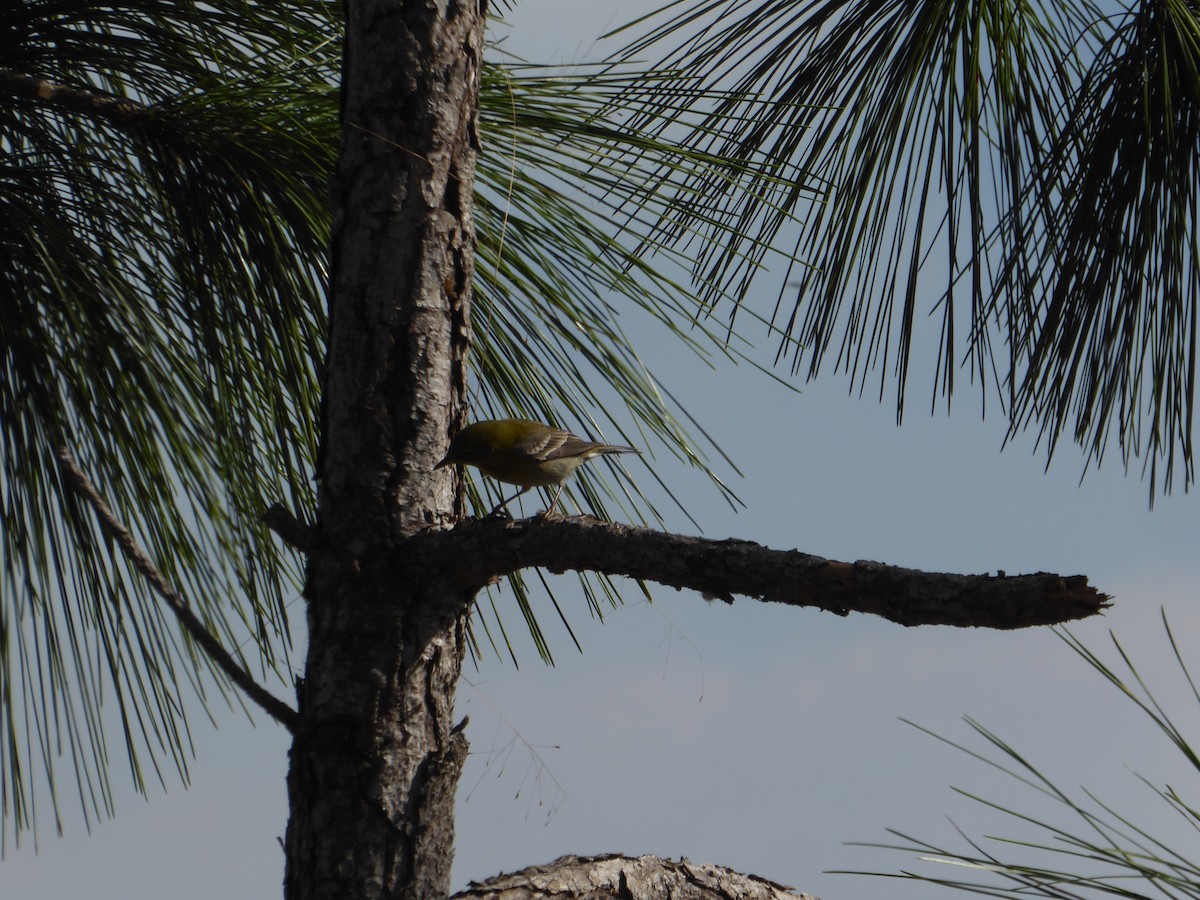 Pine Warbler - ML644792122