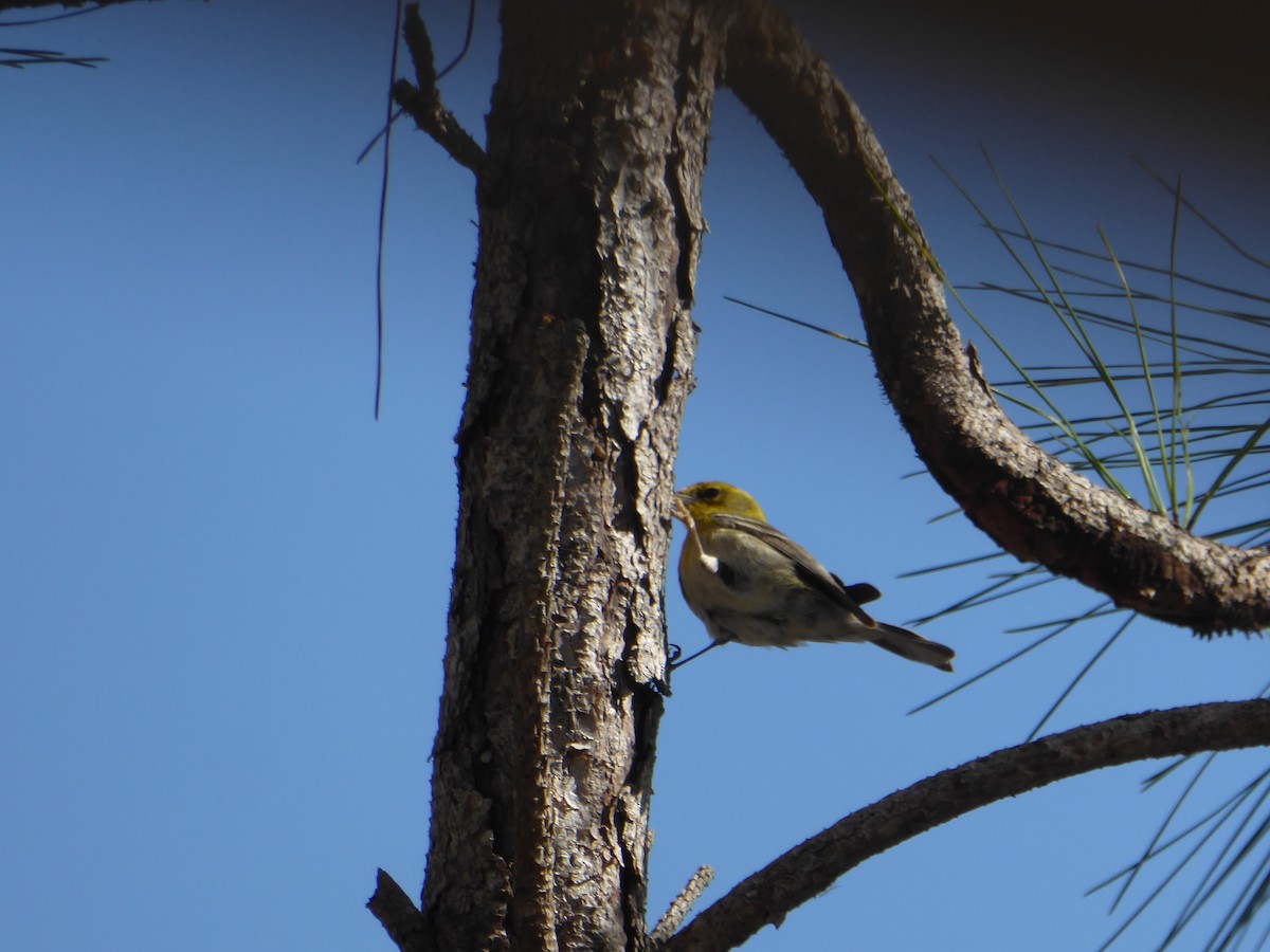 Pine Warbler - ML644792123