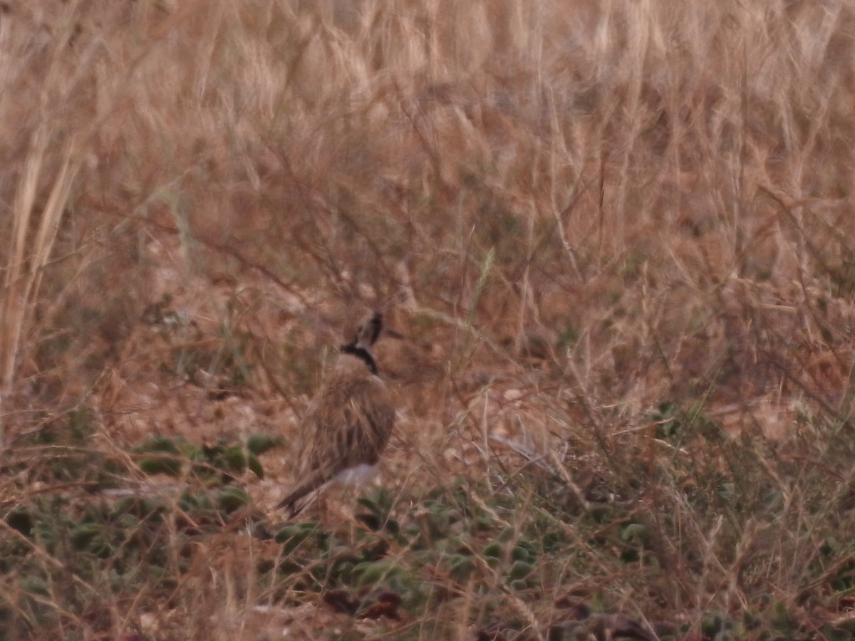 Inland Dotterel - ML644792143