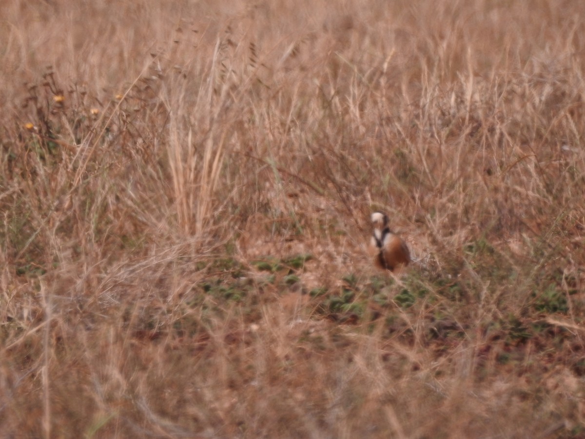 Inland Dotterel - ML644792144
