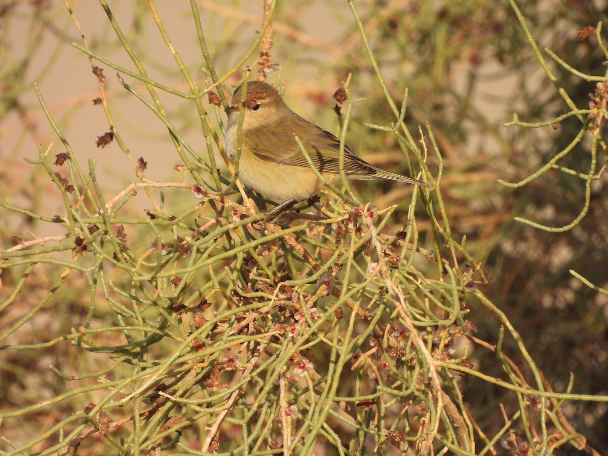 Zilpzalp - ML644792150