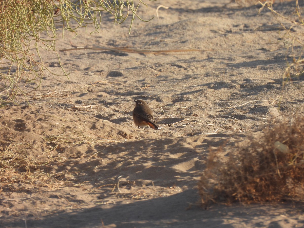 Hausrotschwanz - ML644792151