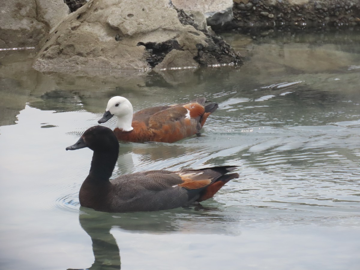 Paita maoria - ML644792152