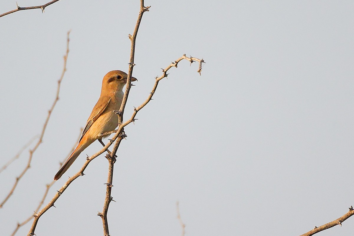 Isabellwürger - ML644792157