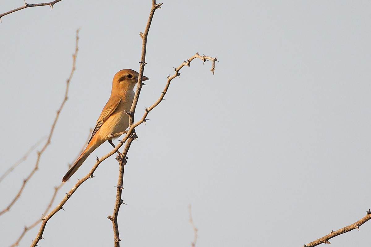 Isabellwürger - ML644792158