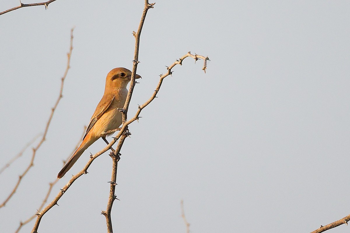 Isabellwürger - ML644792159